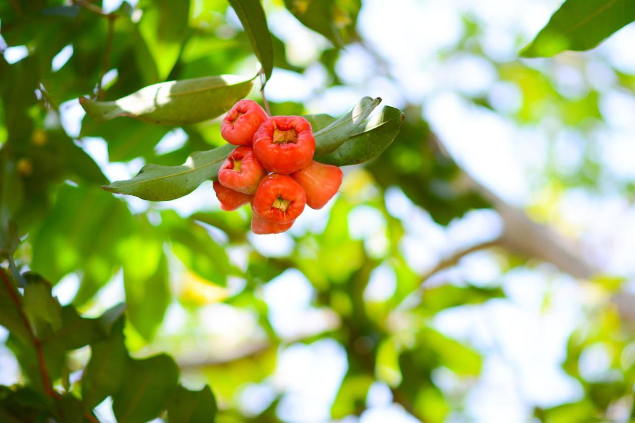 Palm Garden Guest House Galle Ngoại thất bức ảnh