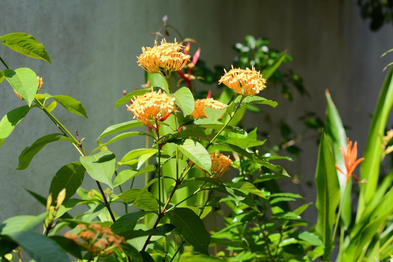 Palm Garden Guest House Galle Ngoại thất bức ảnh