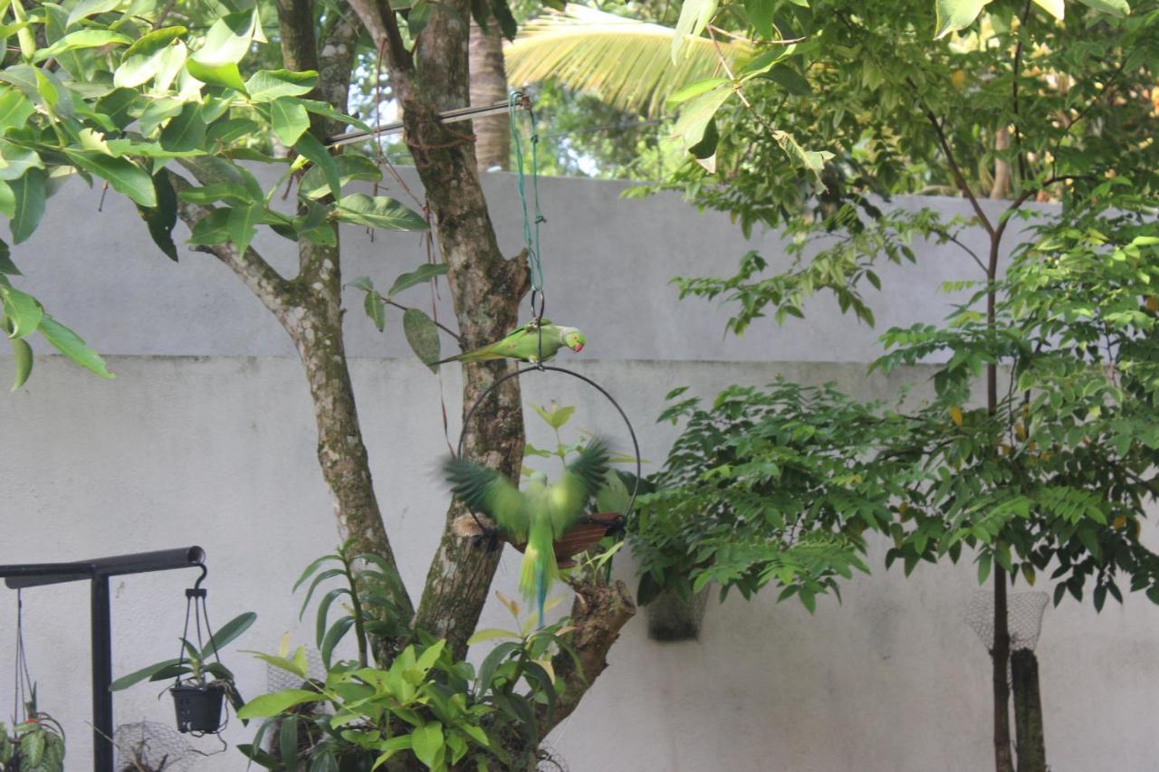 Palm Garden Guest House Galle Ngoại thất bức ảnh