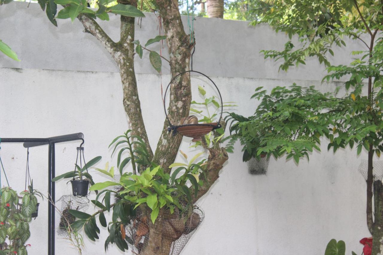 Palm Garden Guest House Galle Ngoại thất bức ảnh